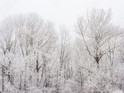 Landschaft mit Bäumen und Raureif bei Kälte im Winter