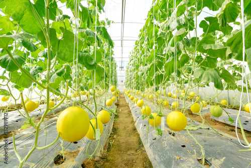 Melon growing in greenhouse farm photo