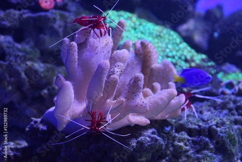 Коралл и красные креветки