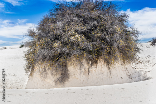Bilde på lerret Skunkbush sumac, also known as squaw bush or lemonade bush, with pedestal of gyp