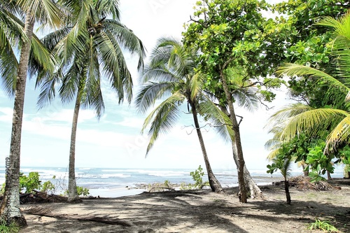 Tropical Beach and Palm Trees