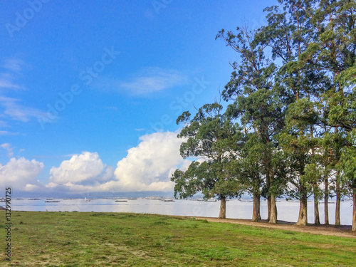 Eucalyptus trees row on Sinas beach photo