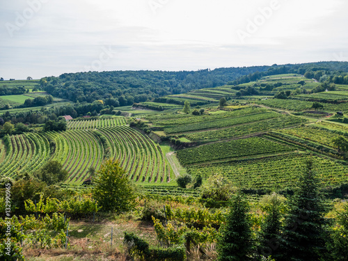 Weingarten eines Winzers