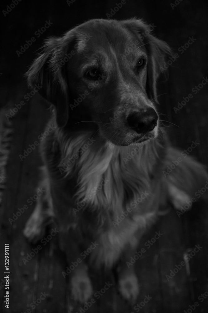 Closeup Of A Cute Dog In Black And White Closeup Of A Cute Dog In Black And White