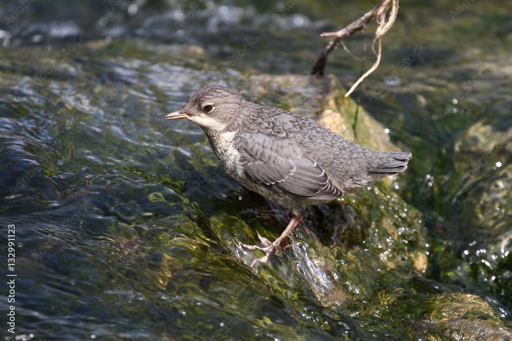 Wasseramsel Wasseramsel