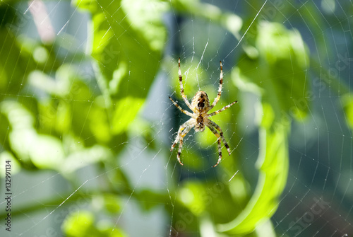 Kreuzspinne im Spinnennetz auf Beutefang, Araneus diadematus