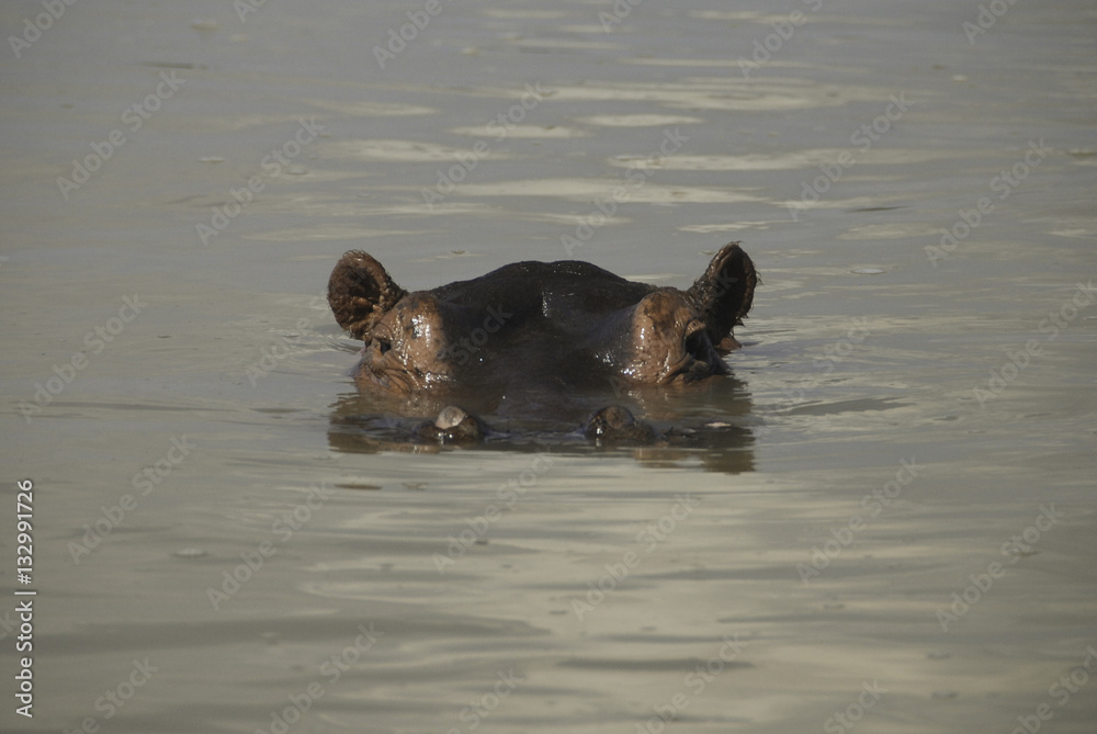 Fototapeta premium Hippo - South Luangwa, Zambia