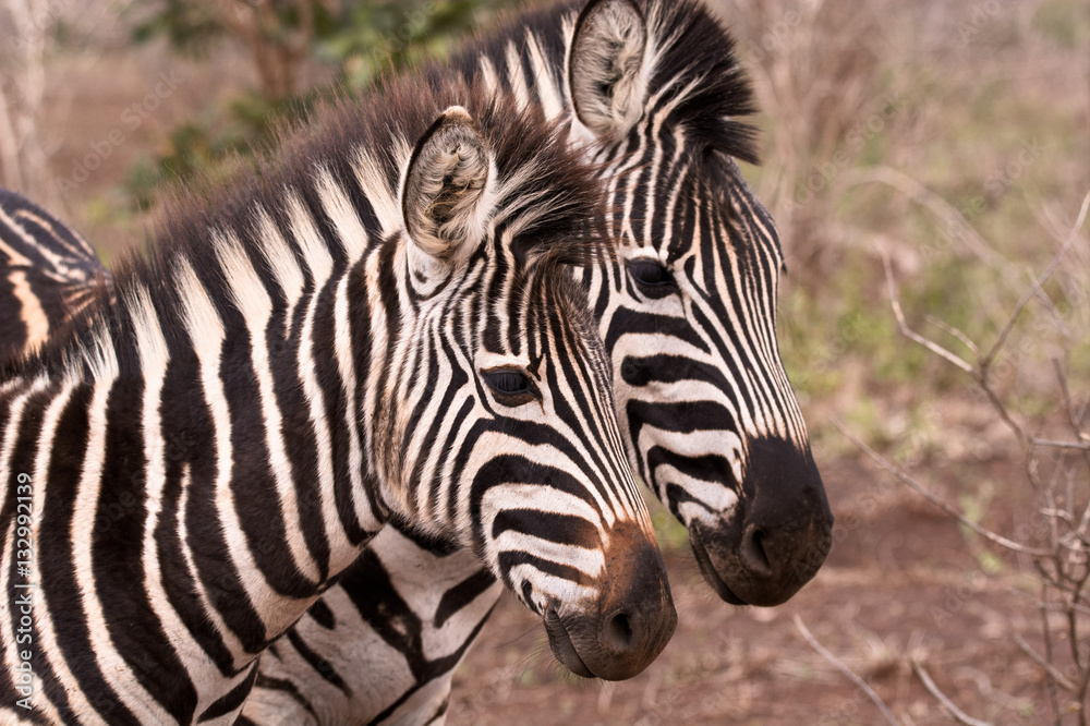 Burchell’s zebra mother and foal standing in formation Burchell’s zebra mother and foal standing in formation