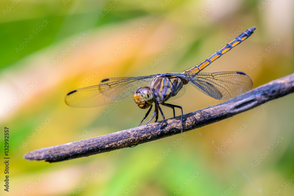 Beautiful dragonfly on branch with green background. Beautiful dragonfly on branch with green background.