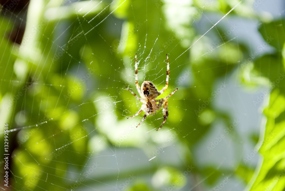 Kreuzspinne im Spinnennetz auf Beutefang, Araneus diadematus Kreuzspinne im Spinnennetz auf Beutefang, Araneus diadematus