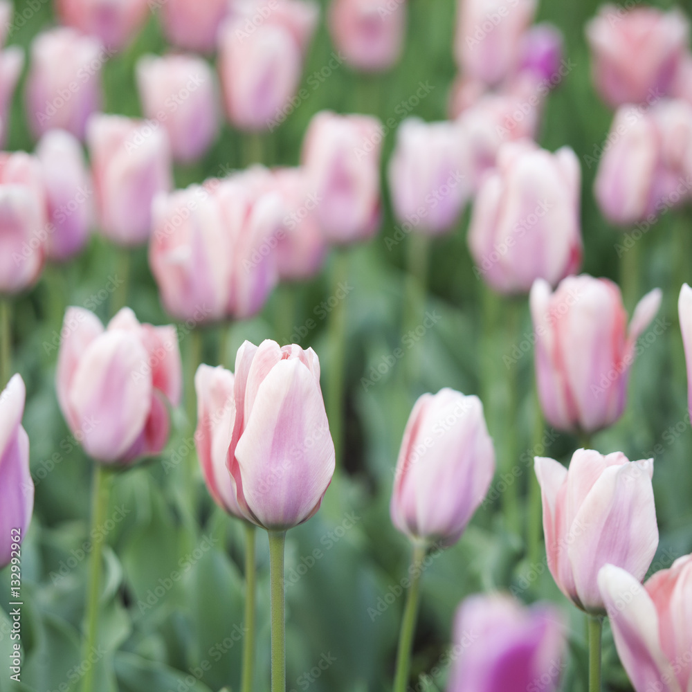 pink fresh tulips. Nature background