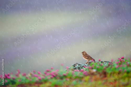 Sparrow on a rainy day.
