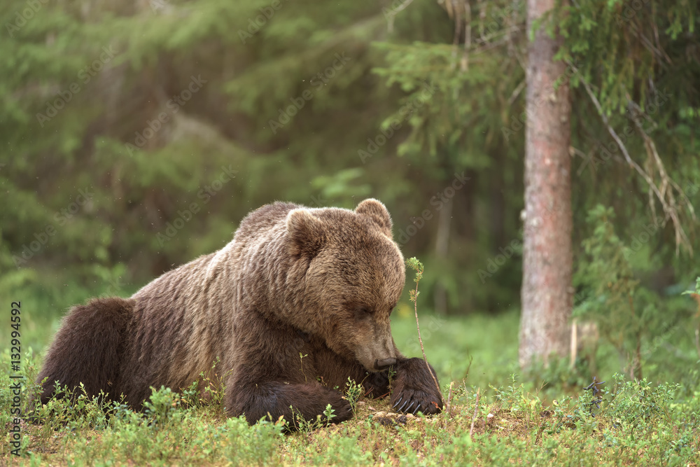 Brown bear lying in the forest on a summer day