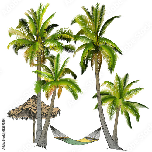 Palm trees with hammock.