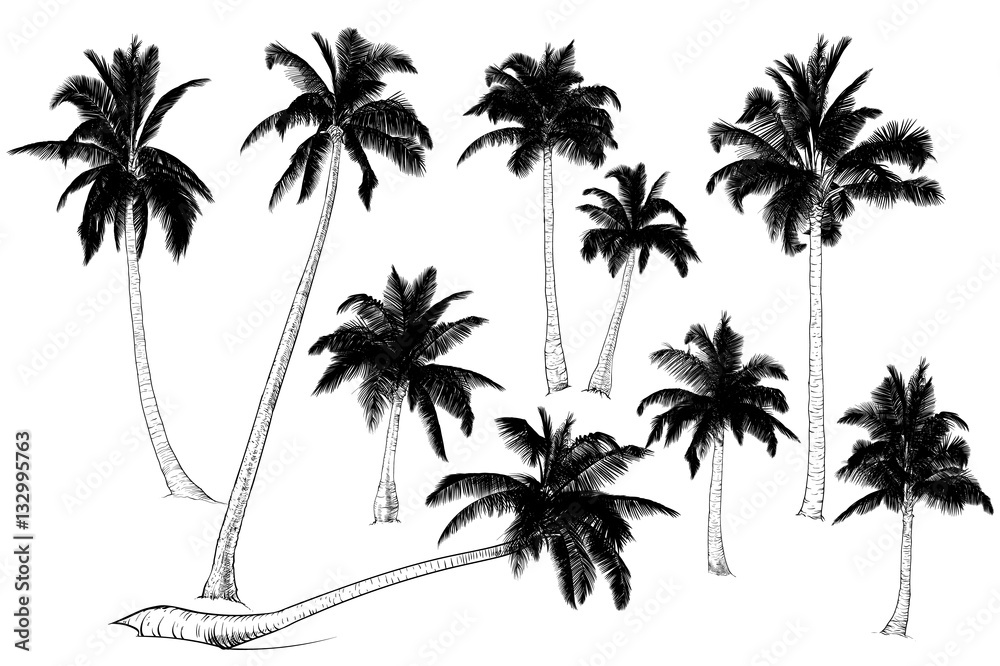 Silhouette of palm trees.