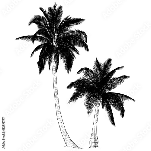 Silhouette of palm trees.