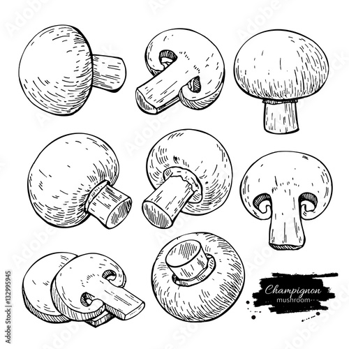 Champignon mushroom hand drawn vector illustration set. Sketch f