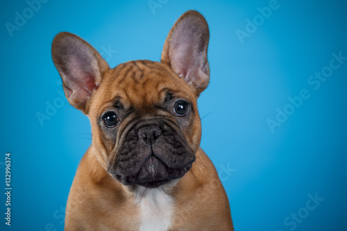 Puppy French bulldog beige © avgusew