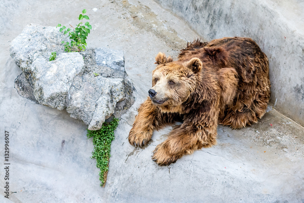 Naklejka premium Bear in a Zoo