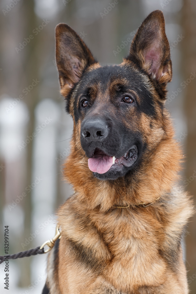 A closeup of a head of a German Shepherd dog