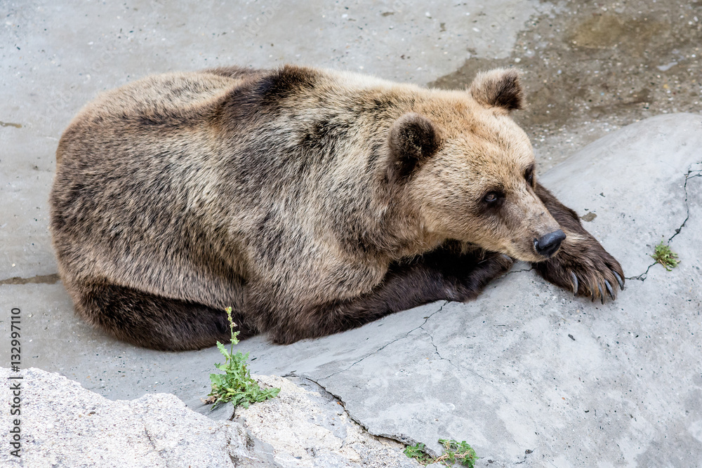 Naklejka premium Bear in a Zoo
