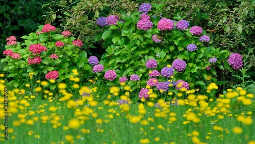 Jolies couleurs d'hortensias dans un parc © aquaphoto