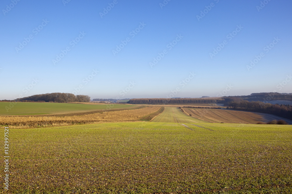 agricultural landscape in winter