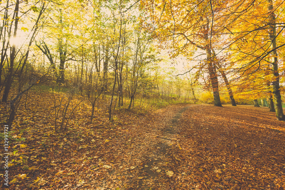 Obraz premium Colorful autumn in park.