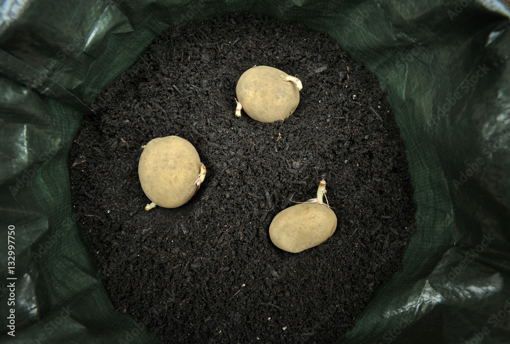Potatoes