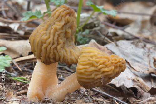 A pair of edible mushrooms, thimble morels (Verpa bohemica) in spring forest