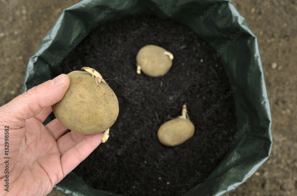 Potatoes