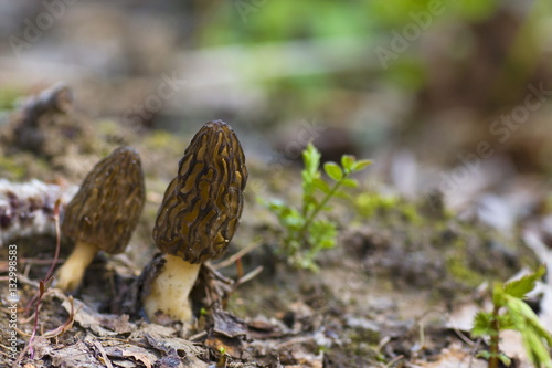 A pair of black morels, a species of edible mushrooms, in spring forest