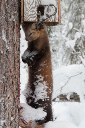 Dead Russian sable in an instant kill Conibear type humane trap in Siberian taiga on snowy winter background