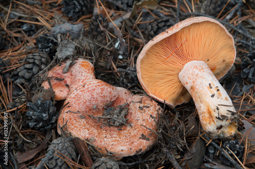 Three Saffron Milk caps, a species of edible mushrooms (Lactarius deliciousus), growing in pine needles and pine cones, one fruitbody showing bright orange gills