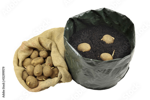 Obraz na płótnie Potatoes w salonie