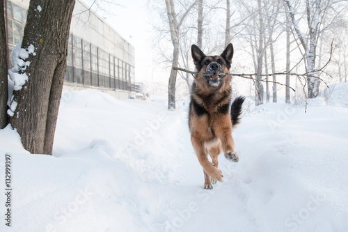 Dog german shepherd on snow