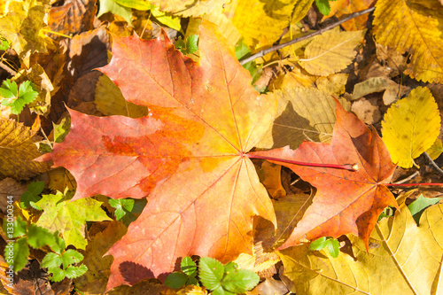Texture of autumn maple leaves