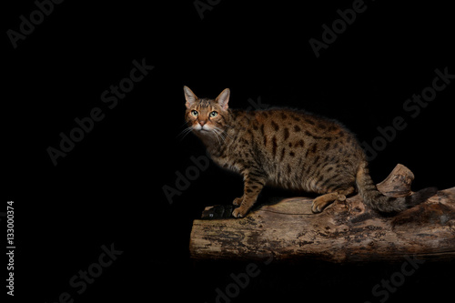 Bengal cat on stump at black background