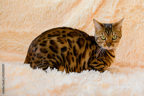 cute beautiful Bengal cat on the carpet © kazanlena