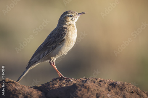 African Pipit sitting on a ground mound in the early morning sun