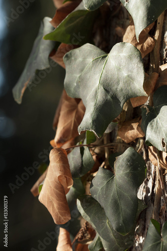 green and brown hedera leaves photo