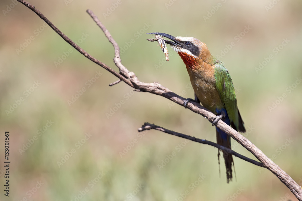 White fronted bee eater sitting on branch to hunt for insects White fronted bee eater sitting on branch to hunt for insects