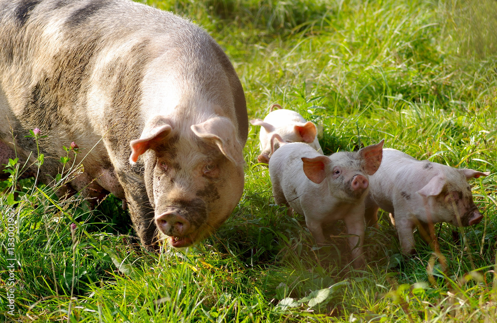 The pig with young piglets