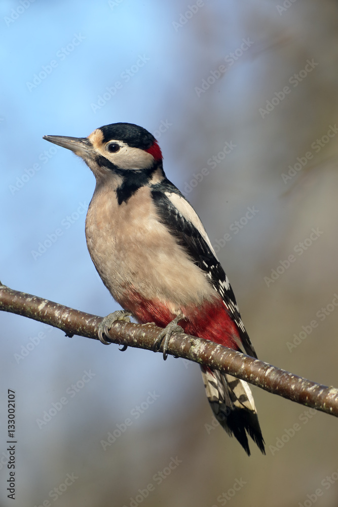 Great-spotted woodpecker, Dendrocopos major Great-spotted woodpecker, Dendrocopos major