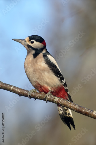 Great-spotted woodpecker, Dendrocopos major © Erni