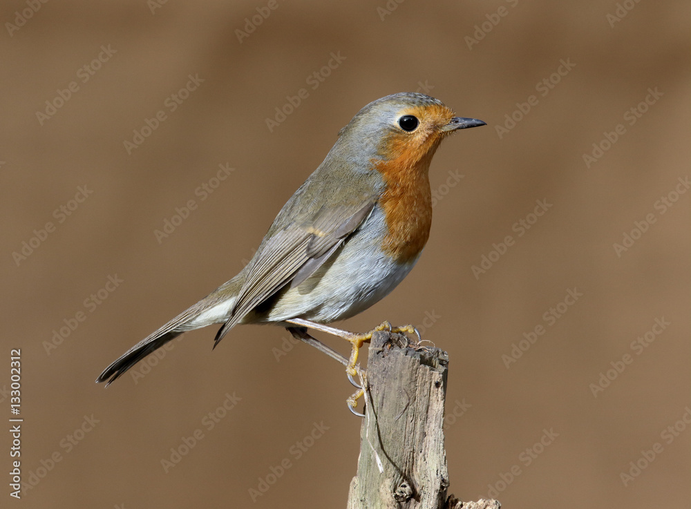 Fototapeta premium Robin, Erithacus rubecula