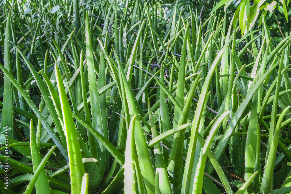 Obraz premium Aloe Garden
