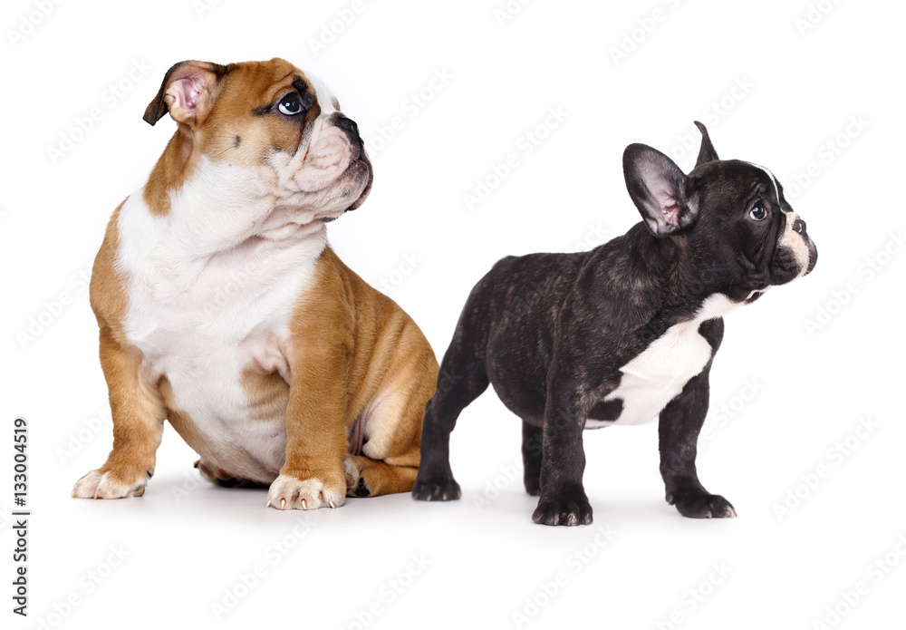 Puppy  French and an English bulldog