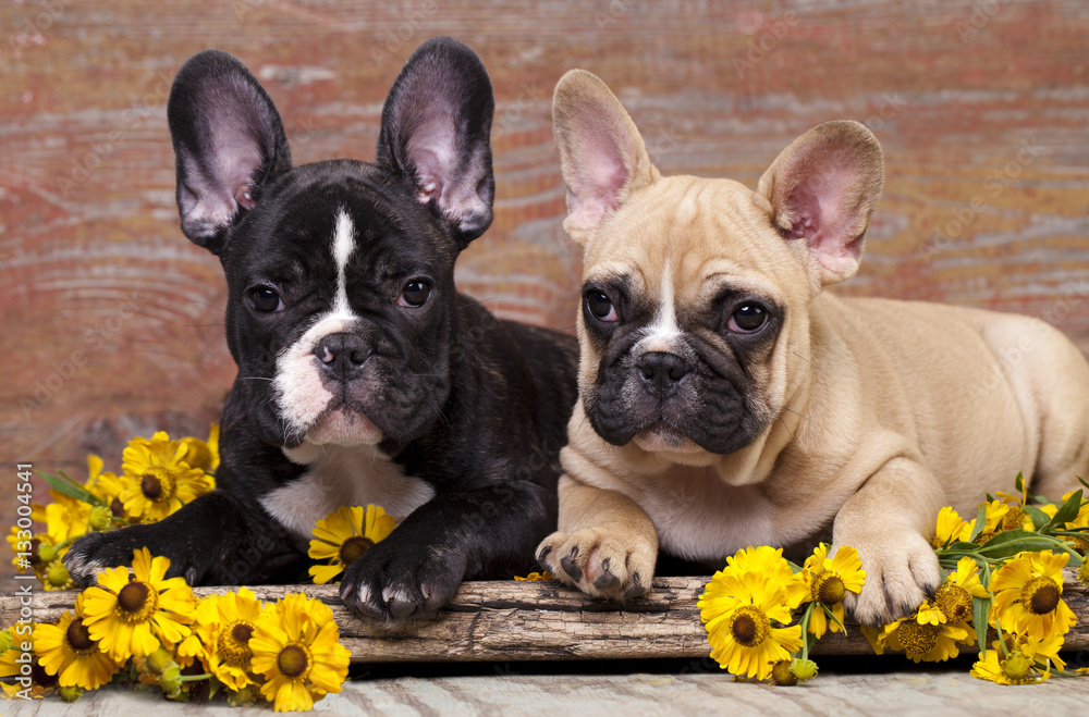couple in love French bulldogs, puppy