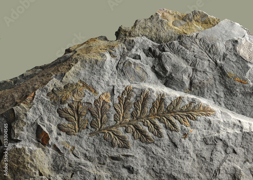  Prints of ancient plants that lived on earth 320 million years ago.